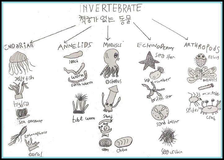Contoh Hewan  Invertebrata  Dan  Penjelasannya  AA Contoh
